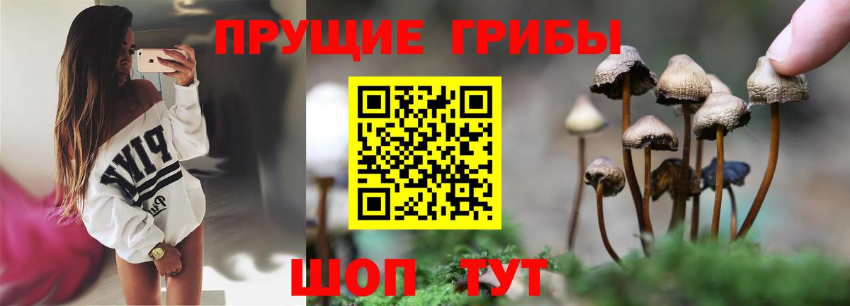 Нягань  Псилоцибиновые грибы прущие грибы  Вход с VPN 